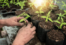Cannabis Sämling Licht