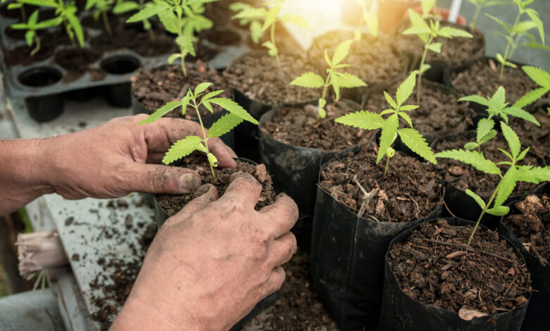 Cannabis Sämling Licht